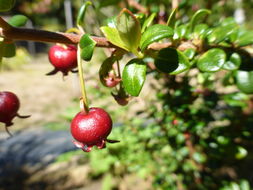 Image of Chilean guava