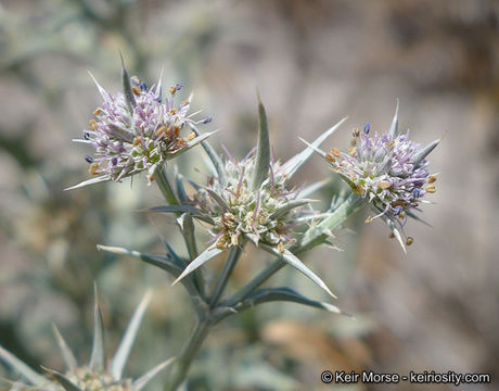 Image de Eryngium aristulatum subsp. parishii (Coulter & Rose) R. M. Beauchamp