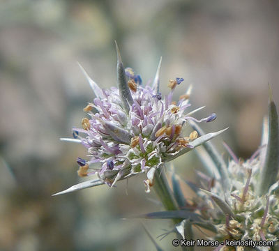 Image de Eryngium aristulatum subsp. parishii (Coulter & Rose) R. M. Beauchamp