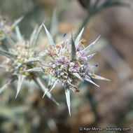 Eryngium aristulatum subsp. parishii (Coulter & Rose) R. M. Beauchamp resmi