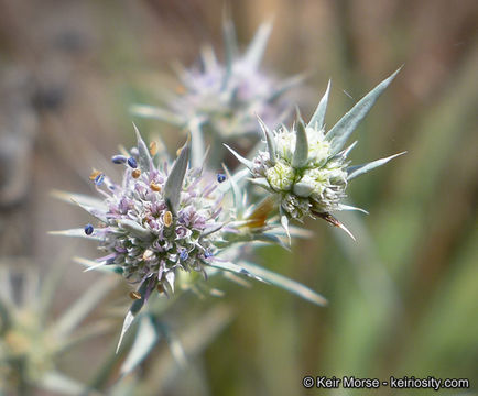 Eryngium aristulatum subsp. parishii (Coulter & Rose) R. M. Beauchamp resmi