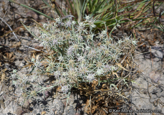 Eryngium aristulatum subsp. parishii (Coulter & Rose) R. M. Beauchamp resmi