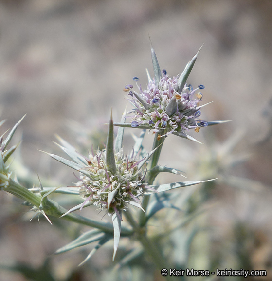 Eryngium aristulatum subsp. parishii (Coulter & Rose) R. M. Beauchamp resmi