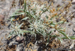 Image de Eryngium aristulatum subsp. parishii (Coulter & Rose) R. M. Beauchamp