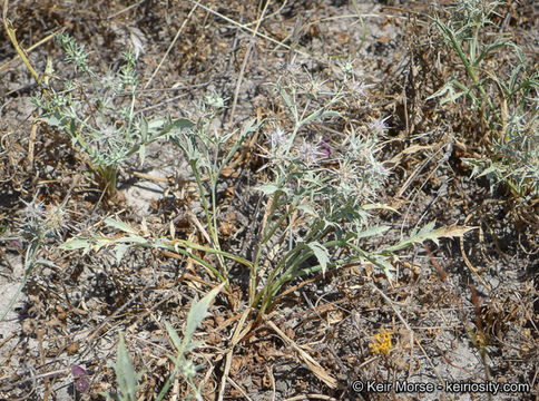 Eryngium aristulatum subsp. parishii (Coulter & Rose) R. M. Beauchamp resmi