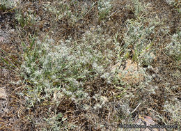 Imagem de Eryngium aristulatum subsp. parishii (Coulter & Rose) R. M. Beauchamp