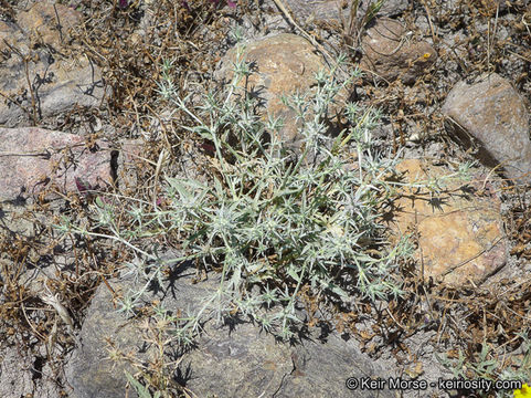 Image de Eryngium aristulatum subsp. parishii (Coulter & Rose) R. M. Beauchamp