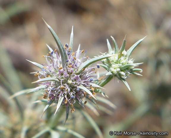 Imagem de Eryngium aristulatum subsp. parishii (Coulter & Rose) R. M. Beauchamp