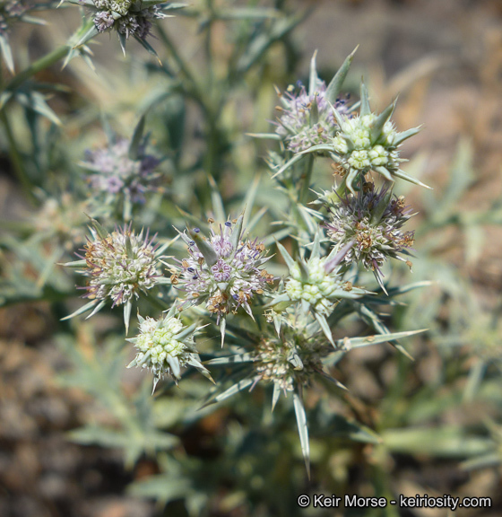 Eryngium aristulatum subsp. parishii (Coulter & Rose) R. M. Beauchamp resmi