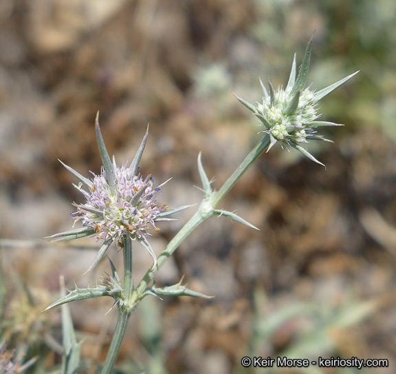 Image de Eryngium aristulatum subsp. parishii (Coulter & Rose) R. M. Beauchamp