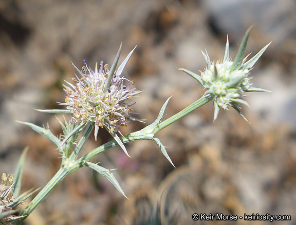 Eryngium aristulatum subsp. parishii (Coulter & Rose) R. M. Beauchamp resmi