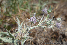 Eryngium aristulatum subsp. parishii (Coulter & Rose) R. M. Beauchamp resmi