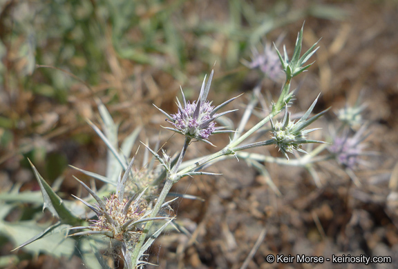 Eryngium aristulatum subsp. parishii (Coulter & Rose) R. M. Beauchamp resmi