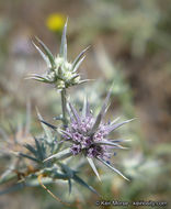 Eryngium aristulatum subsp. parishii (Coulter & Rose) R. M. Beauchamp resmi