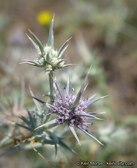 Image de Eryngium aristulatum subsp. parishii (Coulter & Rose) R. M. Beauchamp