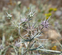 Eryngium aristulatum subsp. parishii (Coulter & Rose) R. M. Beauchamp resmi