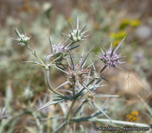 Image de Eryngium aristulatum subsp. parishii (Coulter & Rose) R. M. Beauchamp