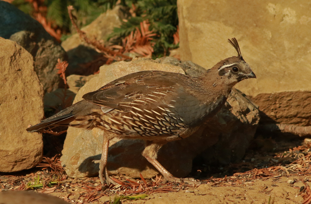 Image of California Quail