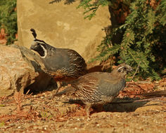 Image of California Quail