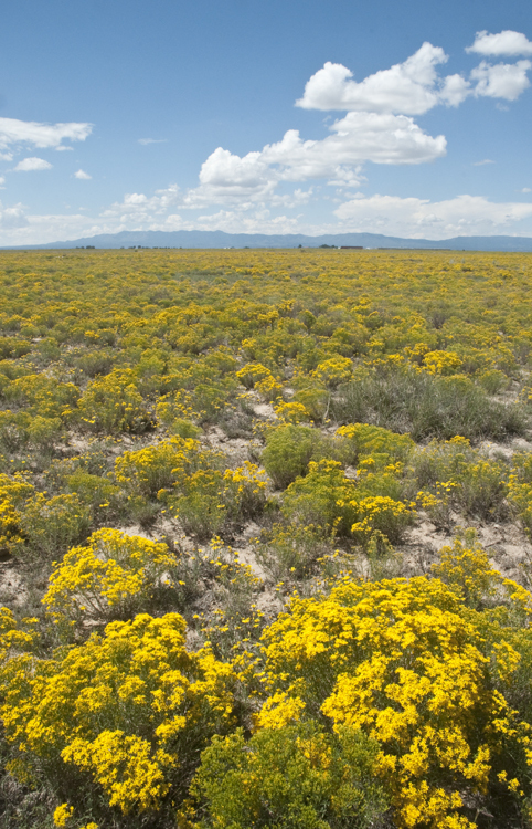 Image of broom snakeweed