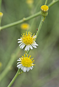 Plancia ëd Chloracantha spinosa (Benth.) G. L. Nesom