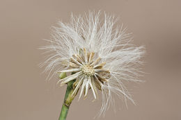 Plancia ëd Chloracantha spinosa (Benth.) G. L. Nesom