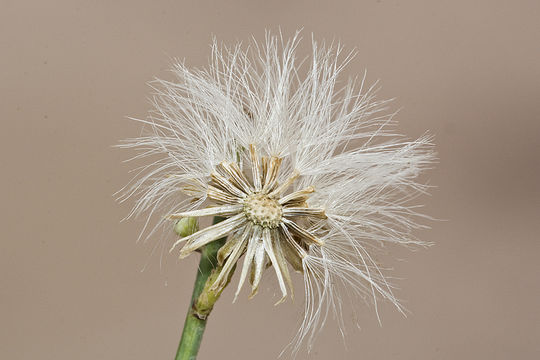 Image of Mexican-Devilweed