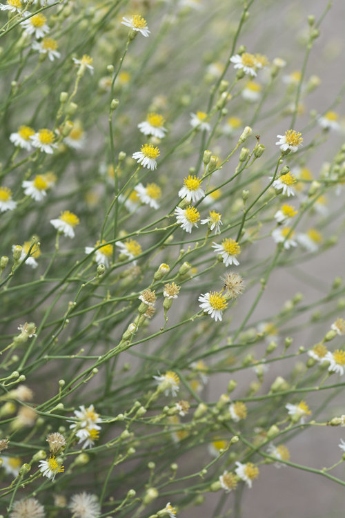 Plancia ëd Chloracantha spinosa (Benth.) G. L. Nesom