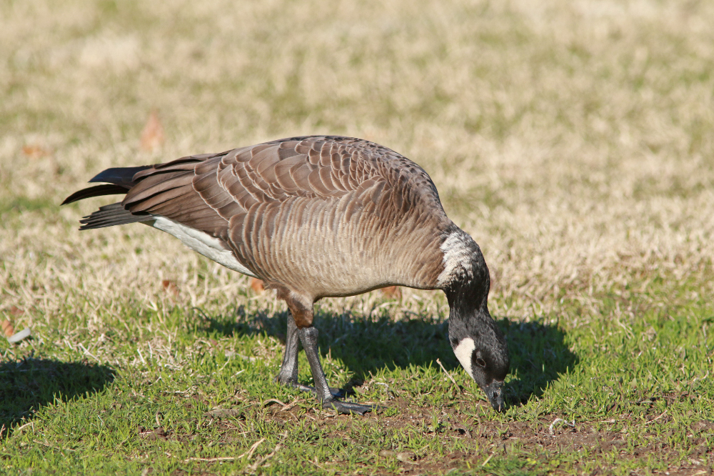 Image of Cackling Goose