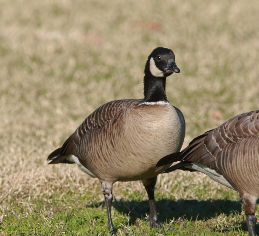 Plancia ëd Branta hutchinsii (Richardson 1832)