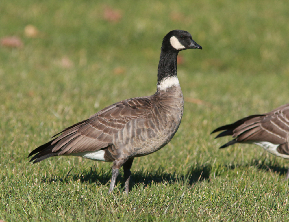 Plancia ëd Branta hutchinsii (Richardson 1832)