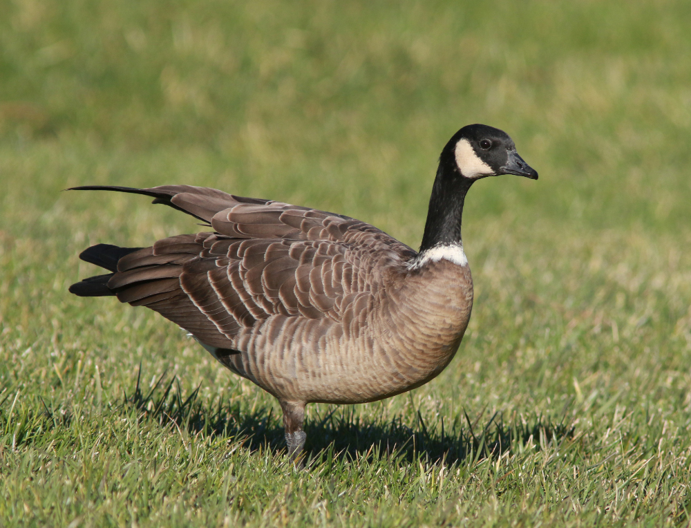 Plancia ëd Branta hutchinsii (Richardson 1832)