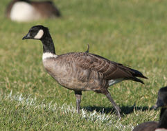 Plancia ëd Branta hutchinsii (Richardson 1832)