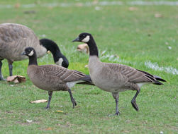 Plancia ëd Branta hutchinsii (Richardson 1832)