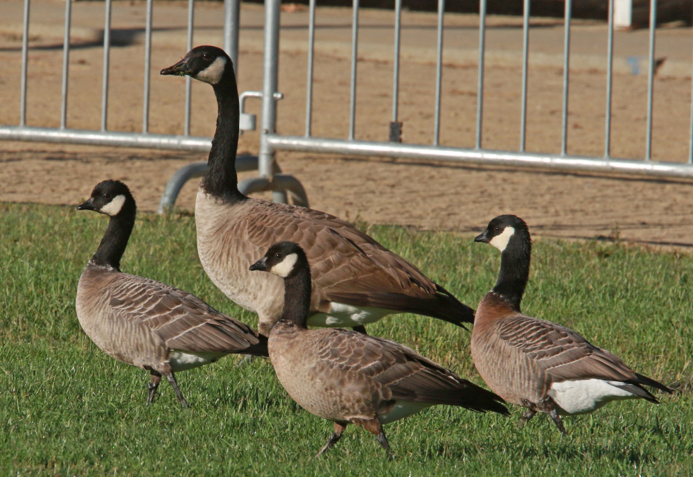 Plancia ëd Branta hutchinsii (Richardson 1832)