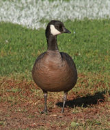 Plancia ëd Branta hutchinsii (Richardson 1832)