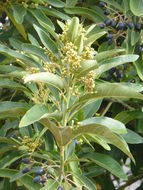 Image of <i>Persea indica</i>