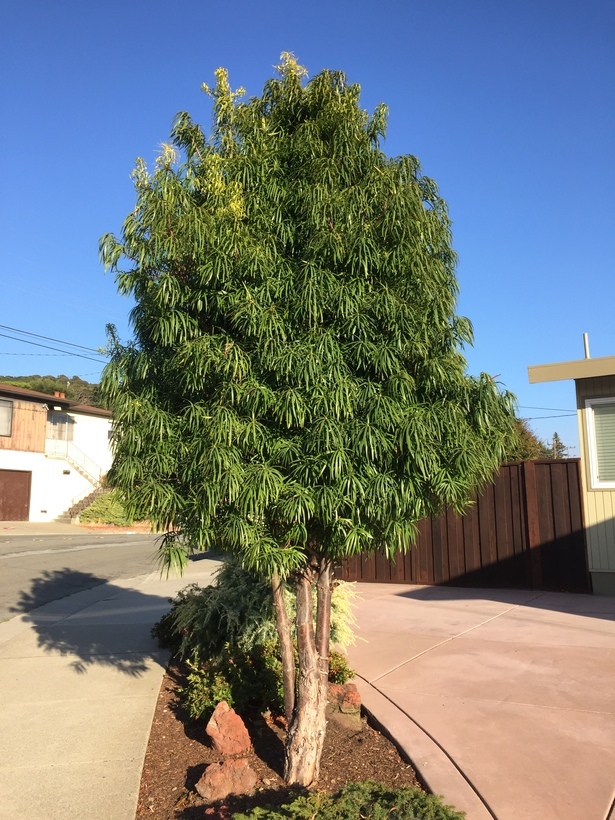 Image of Falcate Yellowwood