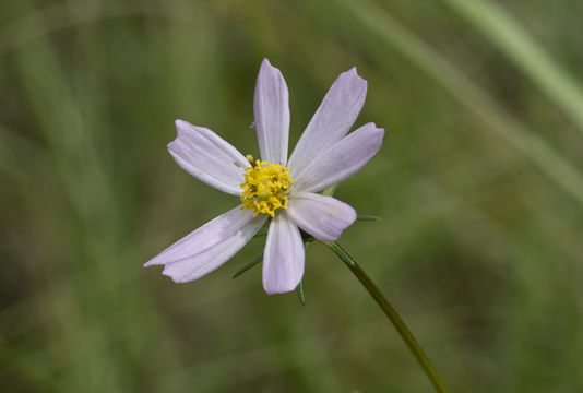 Image of Southwestern Cosmos