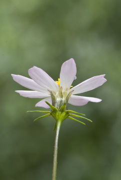 Image of Southwestern Cosmos