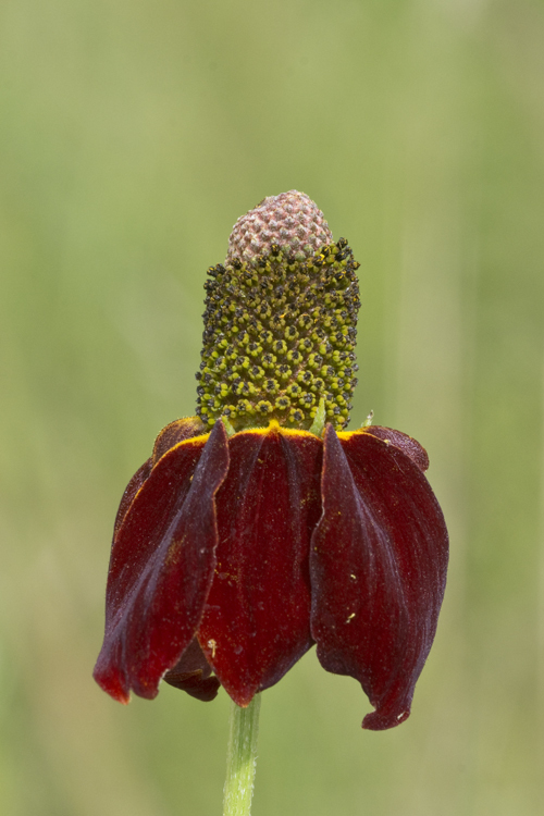 Image of Mexican hat