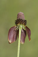 Image of Mexican hat