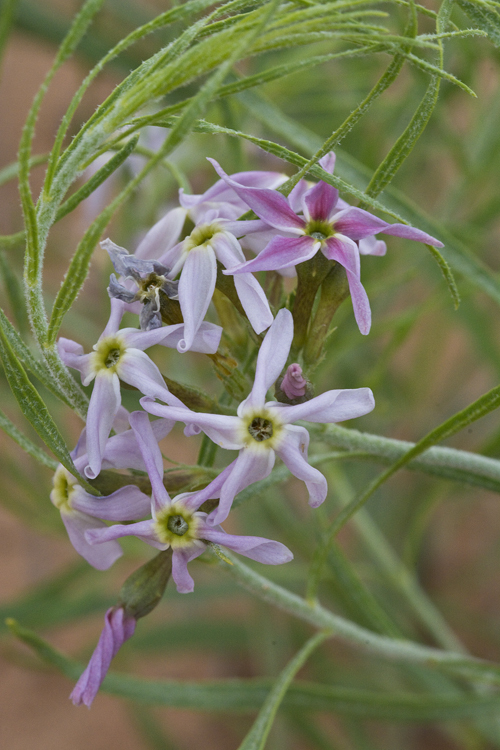 Imagem de Amsonia tomentosa var. stenophylla Kearney & Peebles