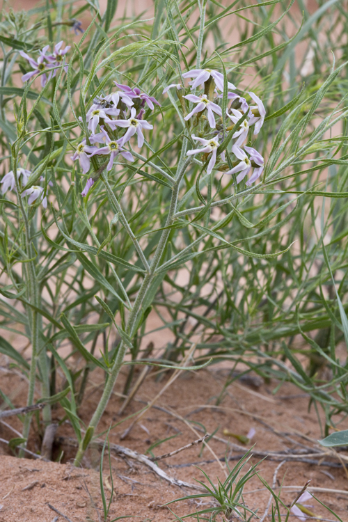 Imagem de Amsonia tomentosa var. stenophylla Kearney & Peebles