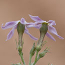 Imagem de Amsonia tomentosa var. stenophylla Kearney & Peebles