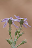 Imagem de Amsonia tomentosa var. stenophylla Kearney & Peebles