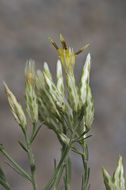 Image of Bailey's rabbitbrush