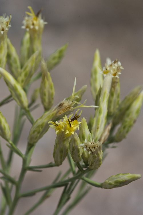 Image of Bailey's rabbitbrush