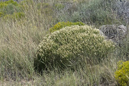 Image of Bailey's rabbitbrush