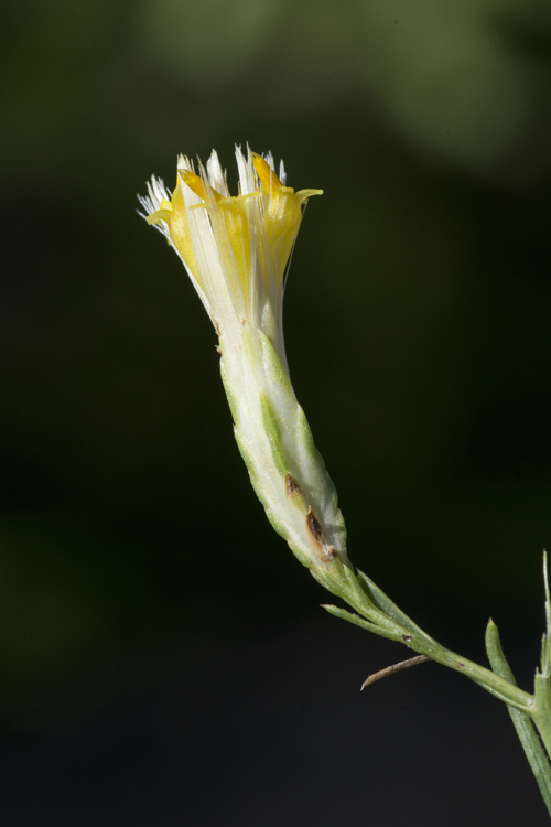 Image of Bailey's rabbitbrush